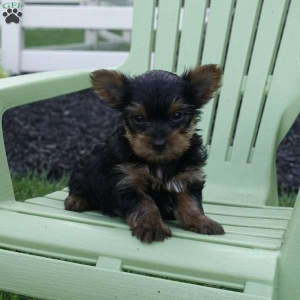 Oreo, Yorkie Puppy